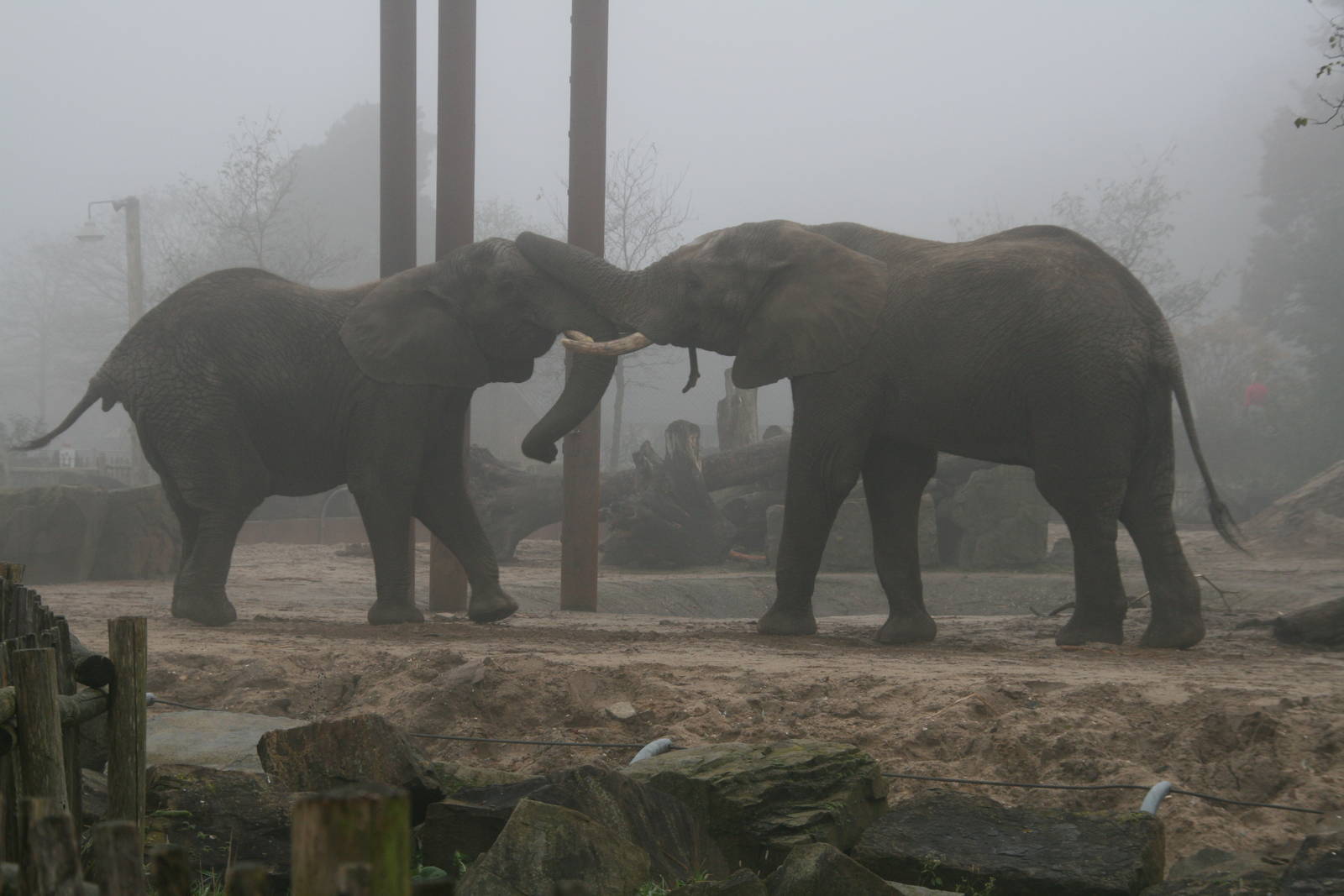 Tembo and tooth playing in the mist