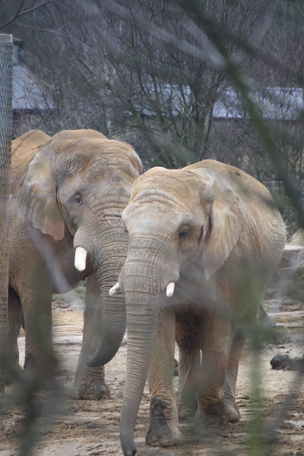 Tembo and Zola - 14 March 2010