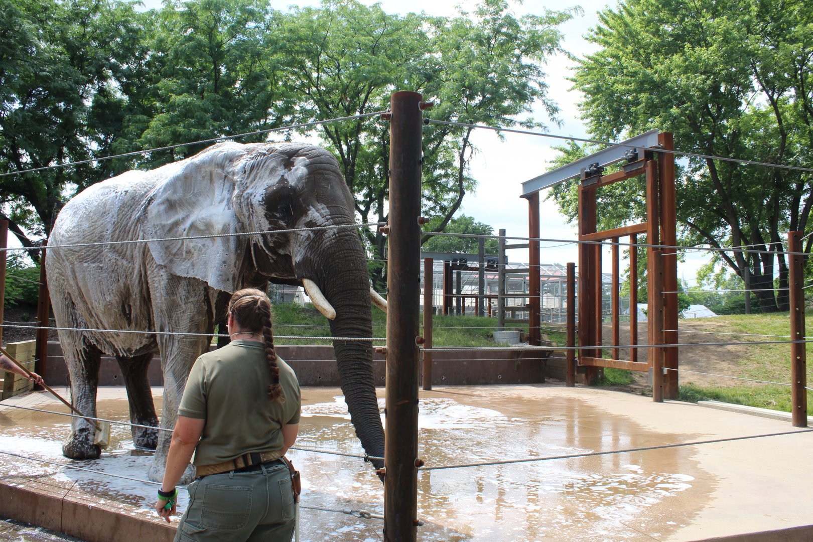 Tembo Camp - Elephant Demo Yard (New in 2020)