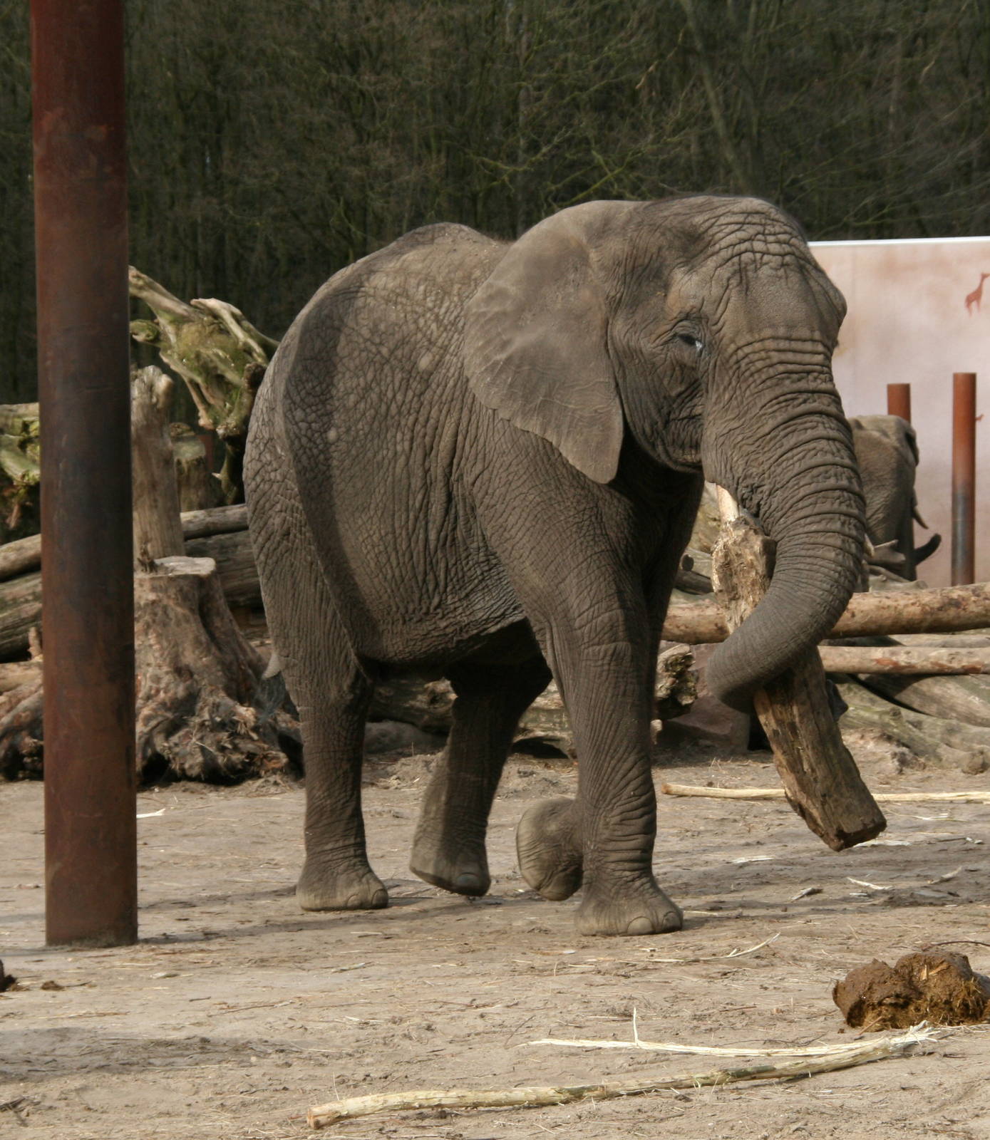Tembo Carries a log