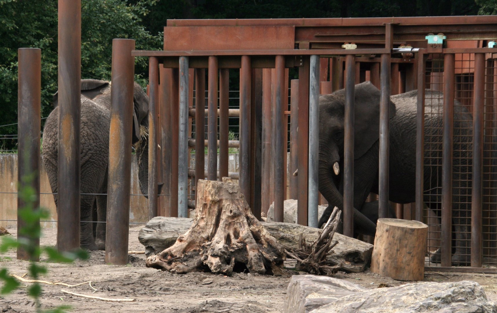 Tembo, Duna and little boy
