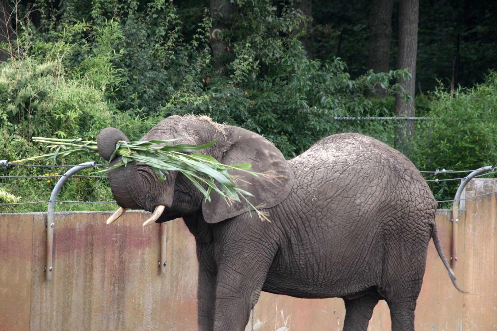 Tembo enjoying some corn stalks
