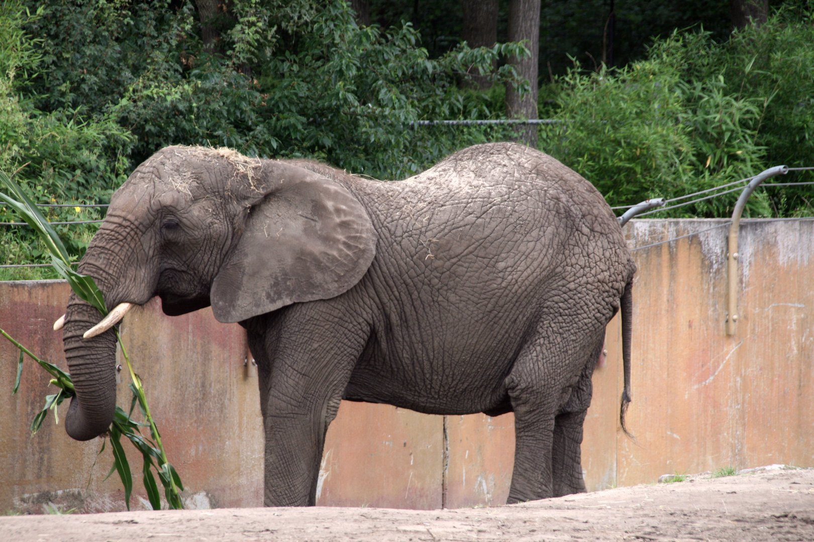 Tembo enjoying some corn stalks