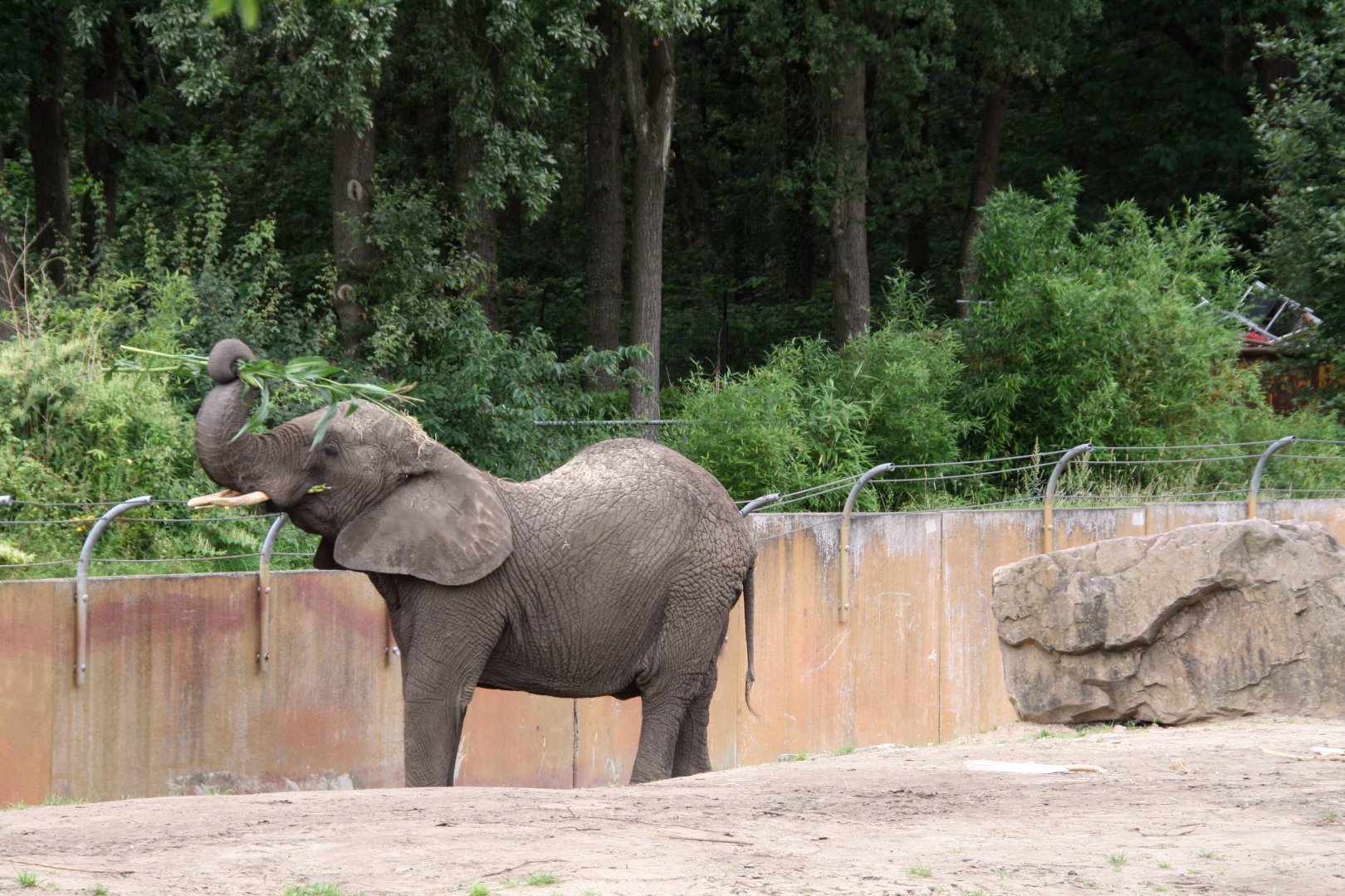 Tembo enjoying some corn stalks
