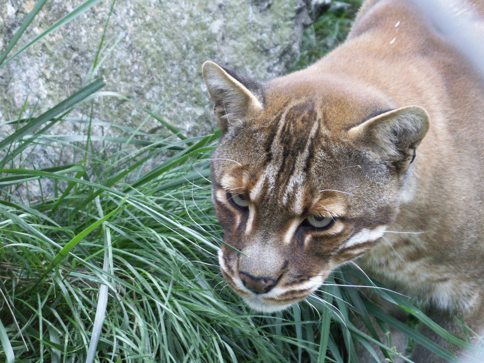Temmick's golden cat