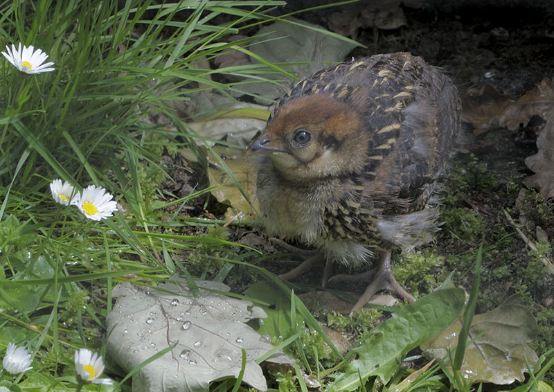 Temmicnks tragopan chick