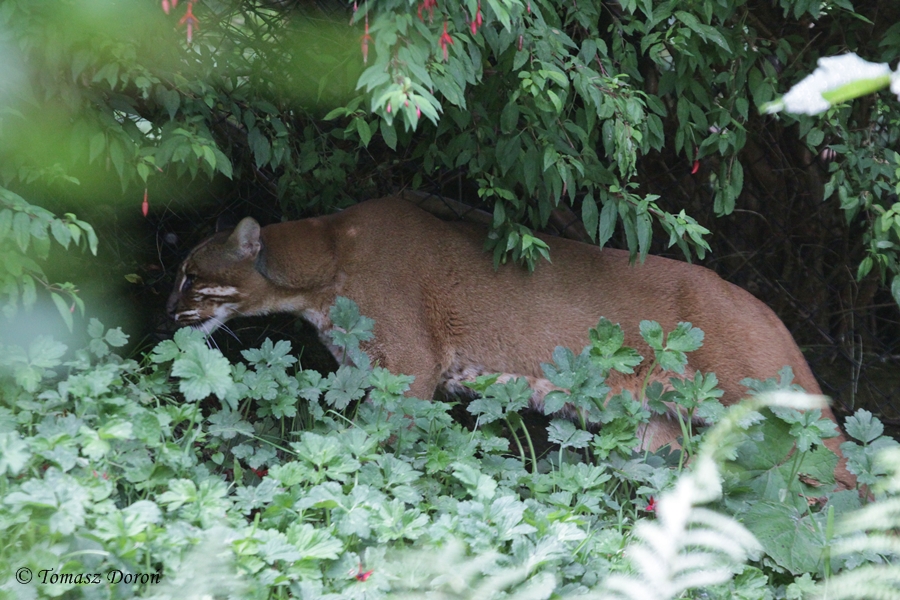 Temmincks Golden Cat (Catopuma temminckii temminckii)