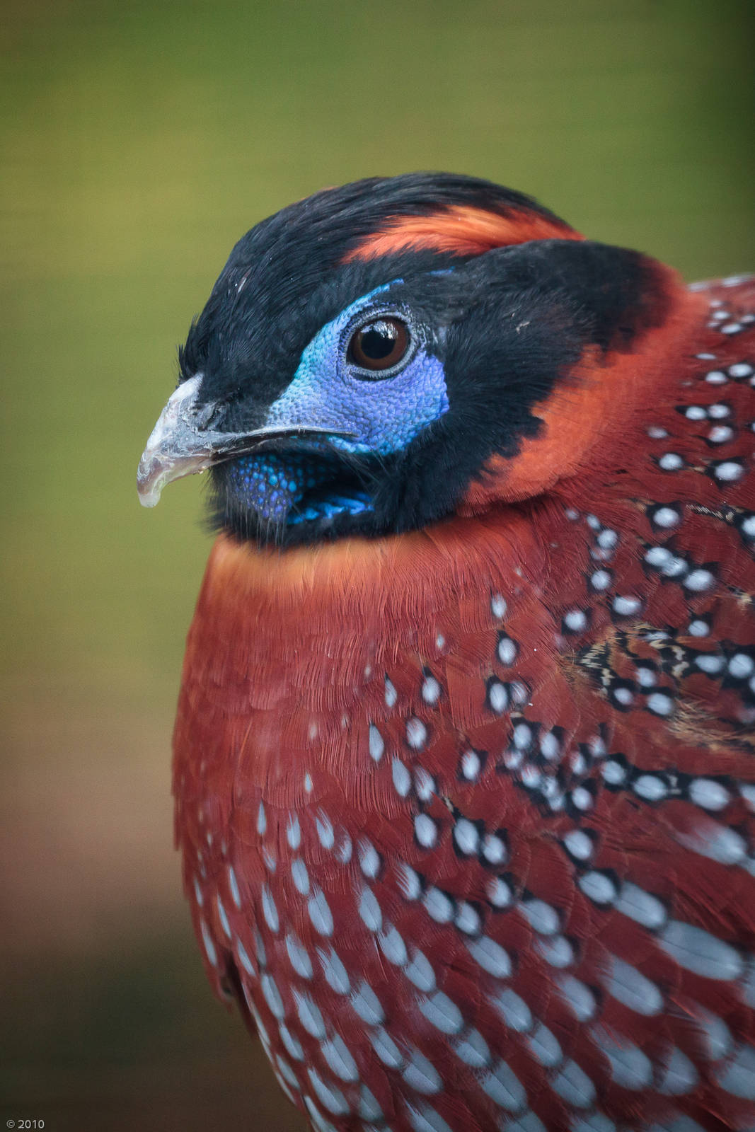 Temmincks Tragopan - 07/11/2010