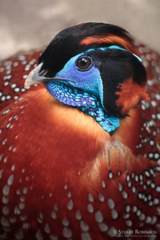 Temmincks Tragopan - 12/03/2011