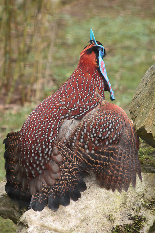Temmincks Tragopan Displaying - 20/03/2011