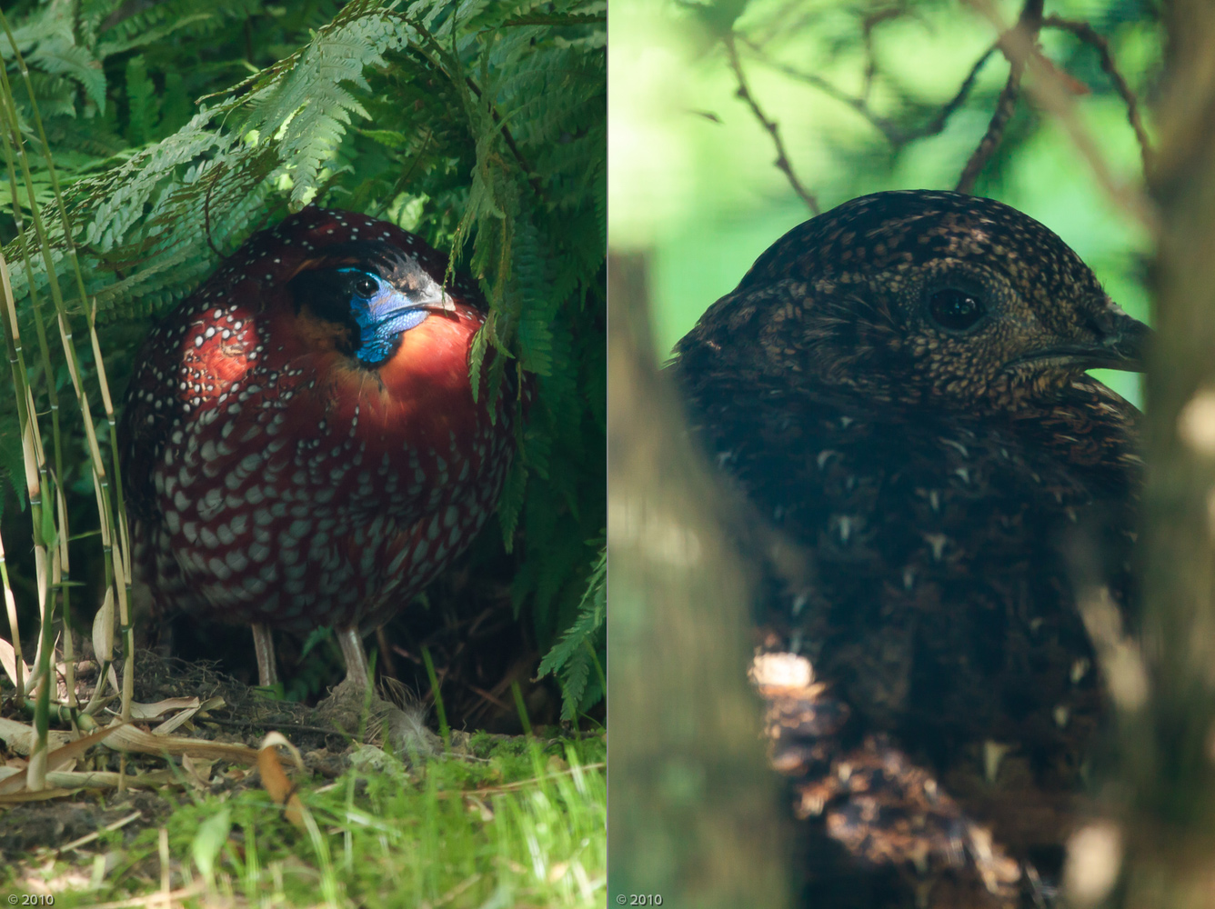 Temmincks Tragopan Pair - 30/08/2010
