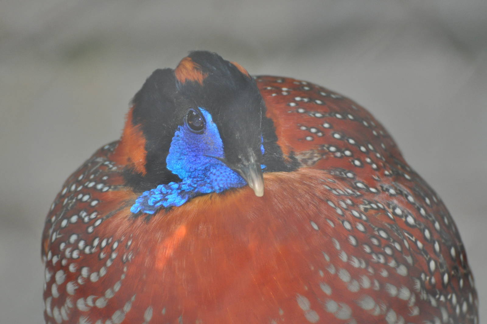 Temminck`s tragopan/ Tragopan temminckii