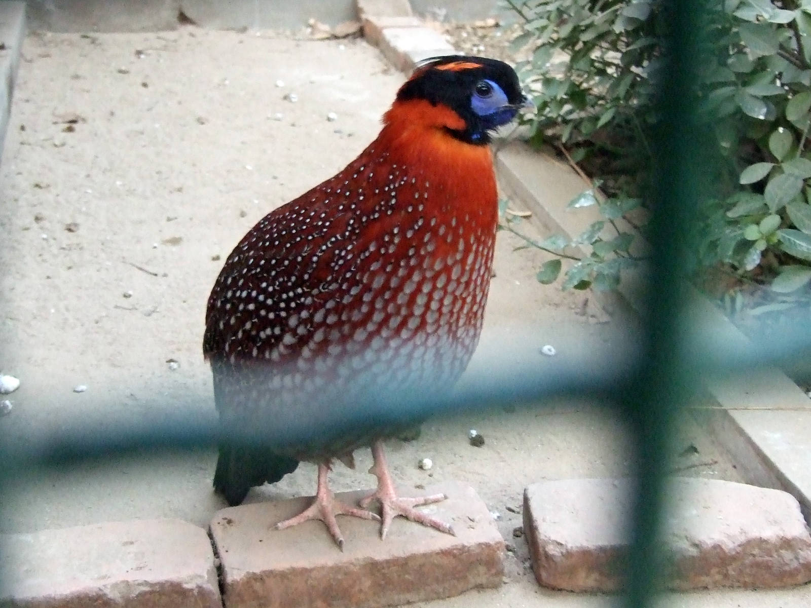 Temminck?s tragopan (Tragopan temminckii)