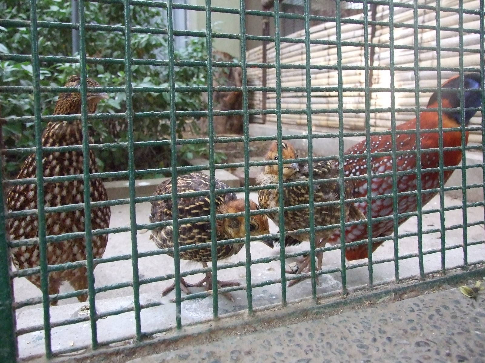 Temminck?s tragopan (Tragopan temminckii)