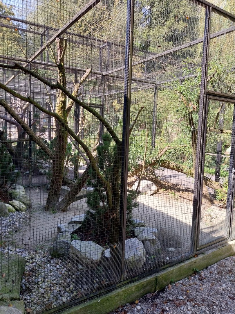Temminck tragopan aviary