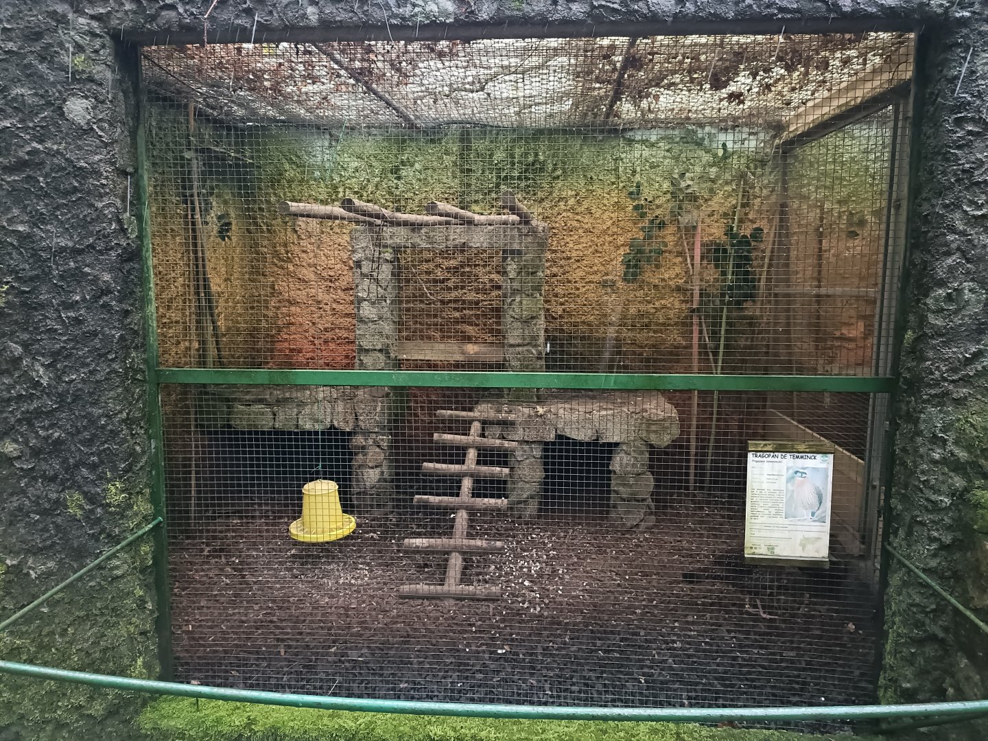 Temminck tragopan exhibit - Avifauna Lugo