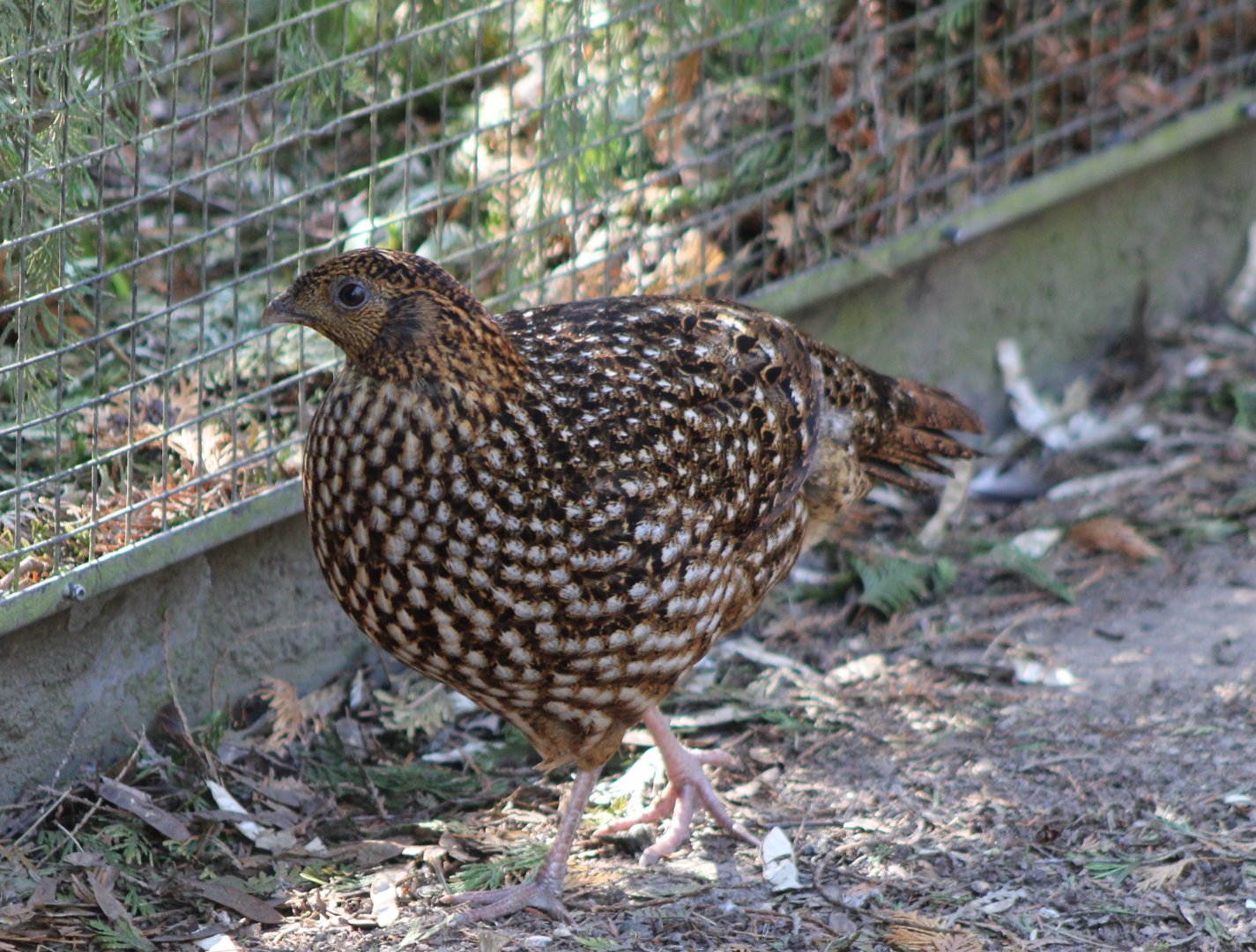 Temminck tragopan - female