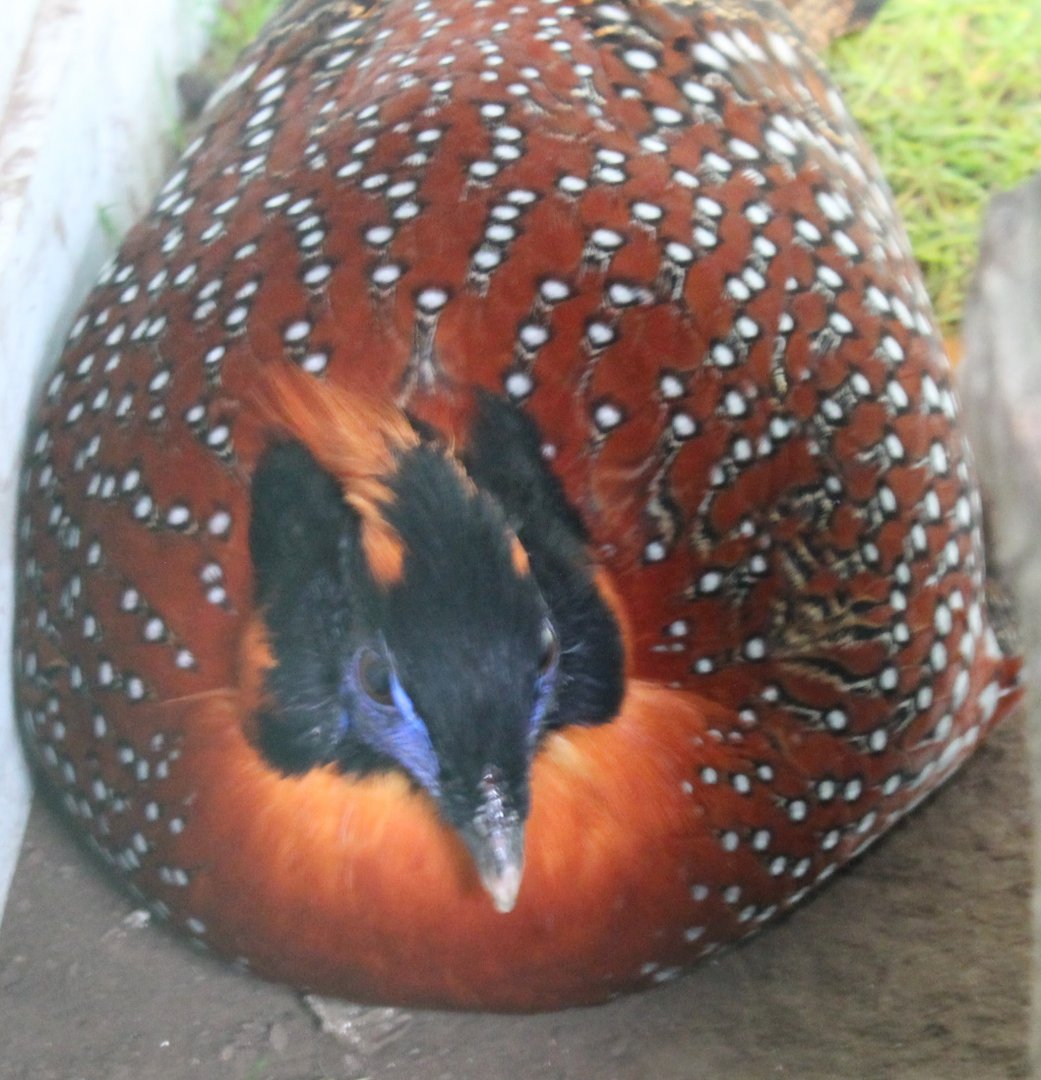 Temminck tragopan Male