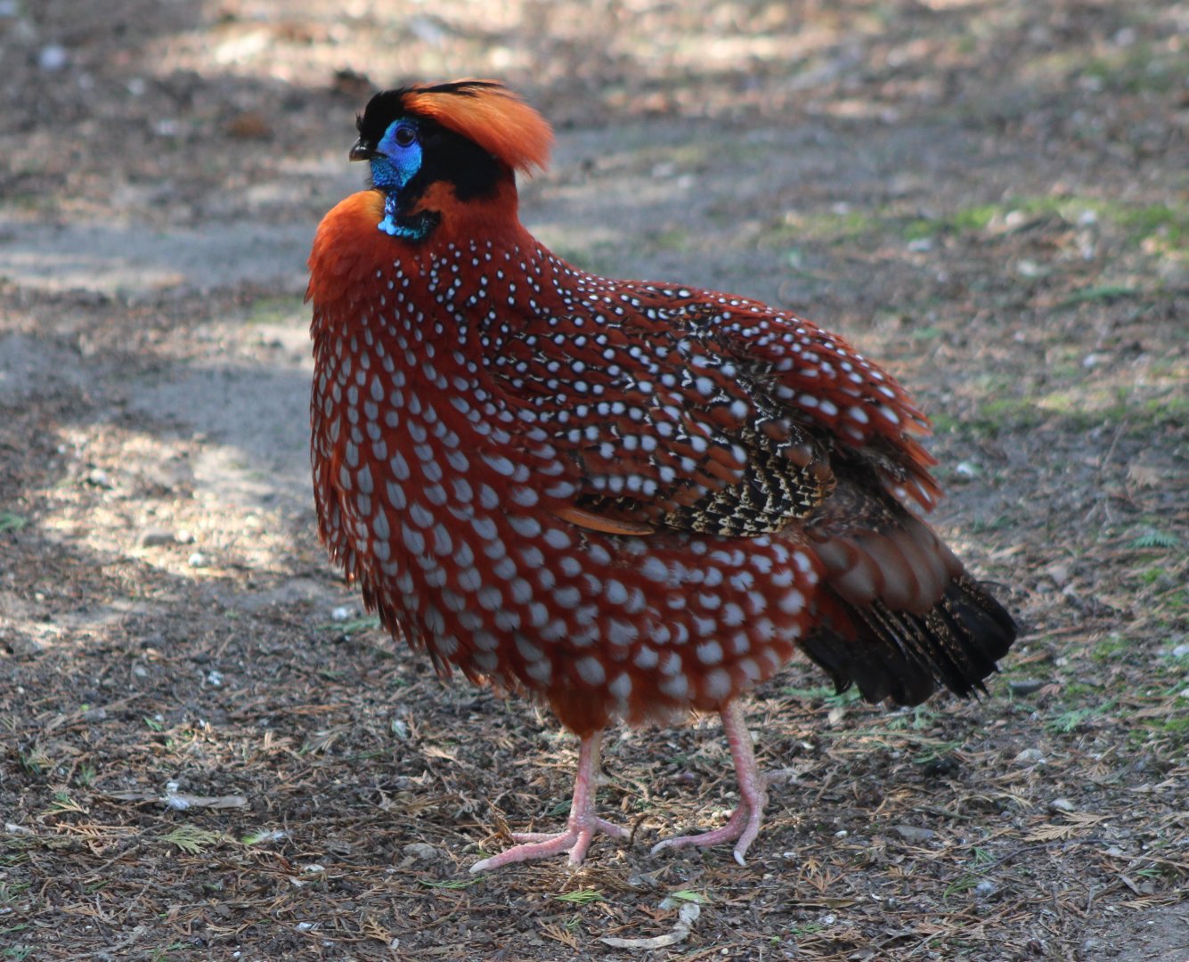 Temminck tragopan - male