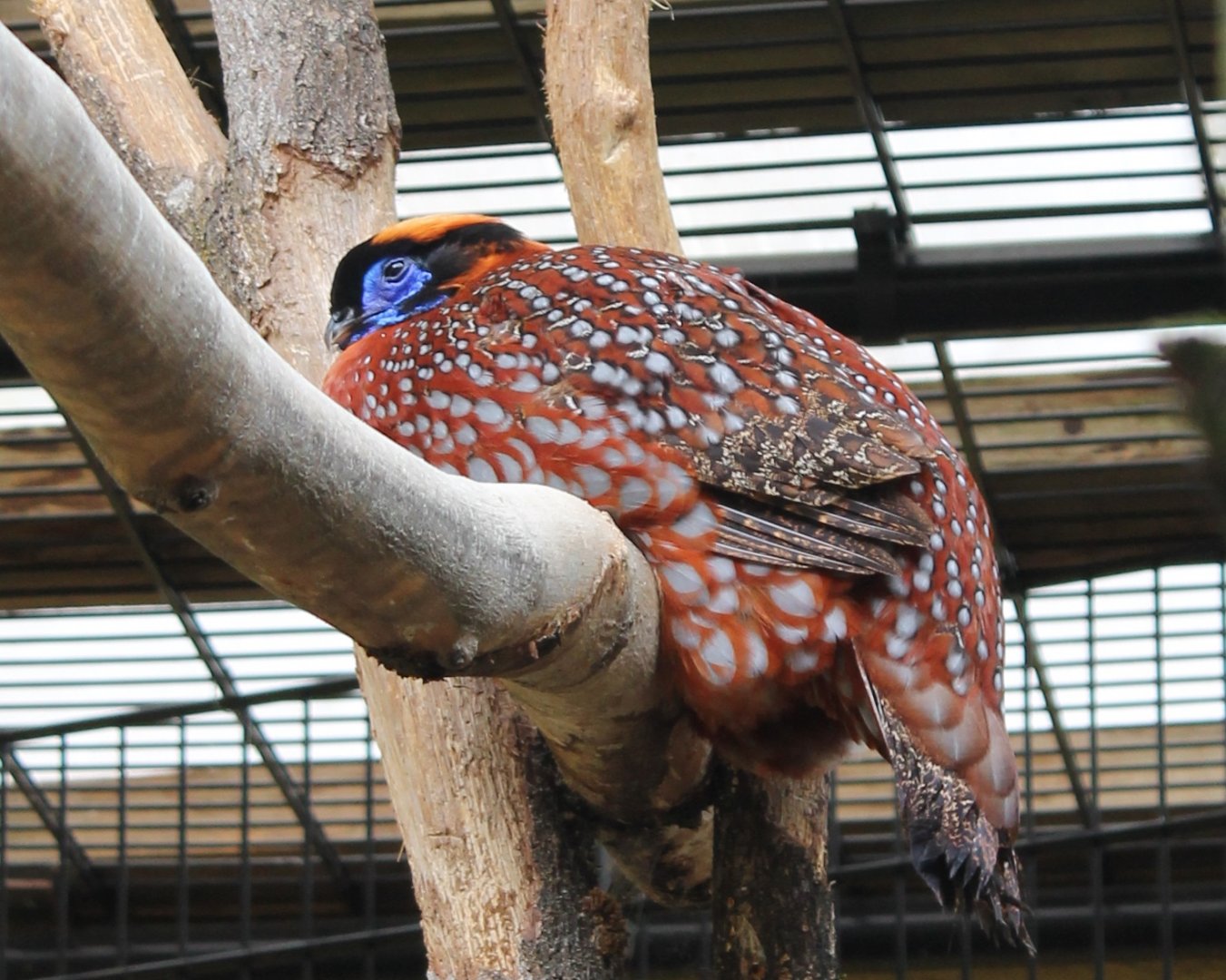 Temminck tragopan
