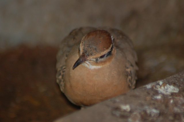Temminck's courser, Blackbrook, 31.12.08