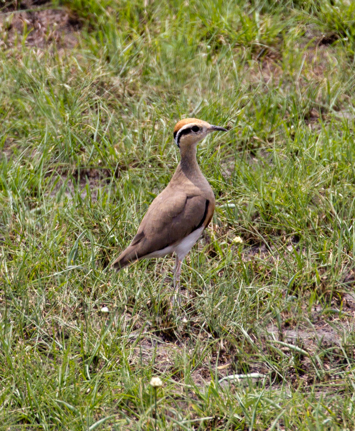 Temmincks Courser