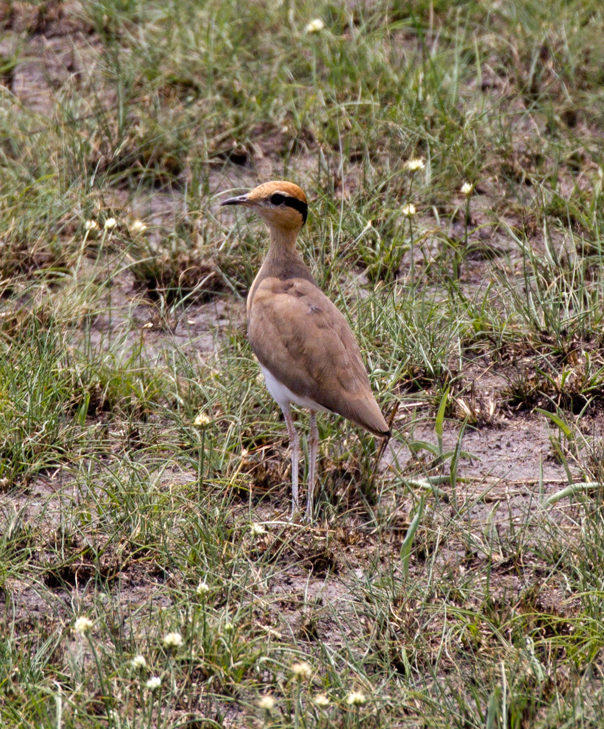 Temmincks Courser