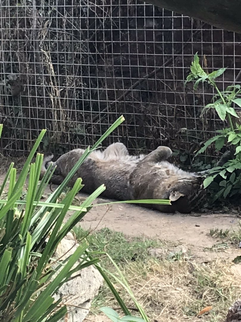 Temminck’s golden cat 070818