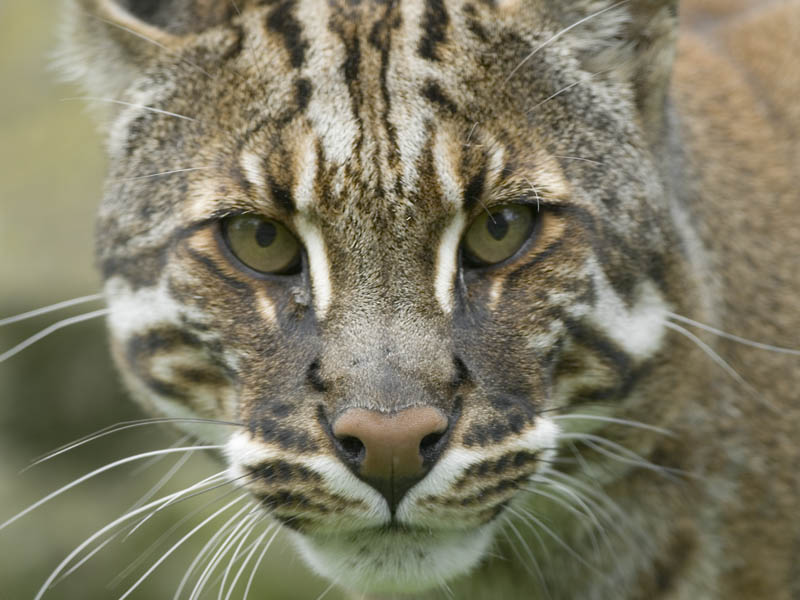 Temminck's golden cat, Edinburgh