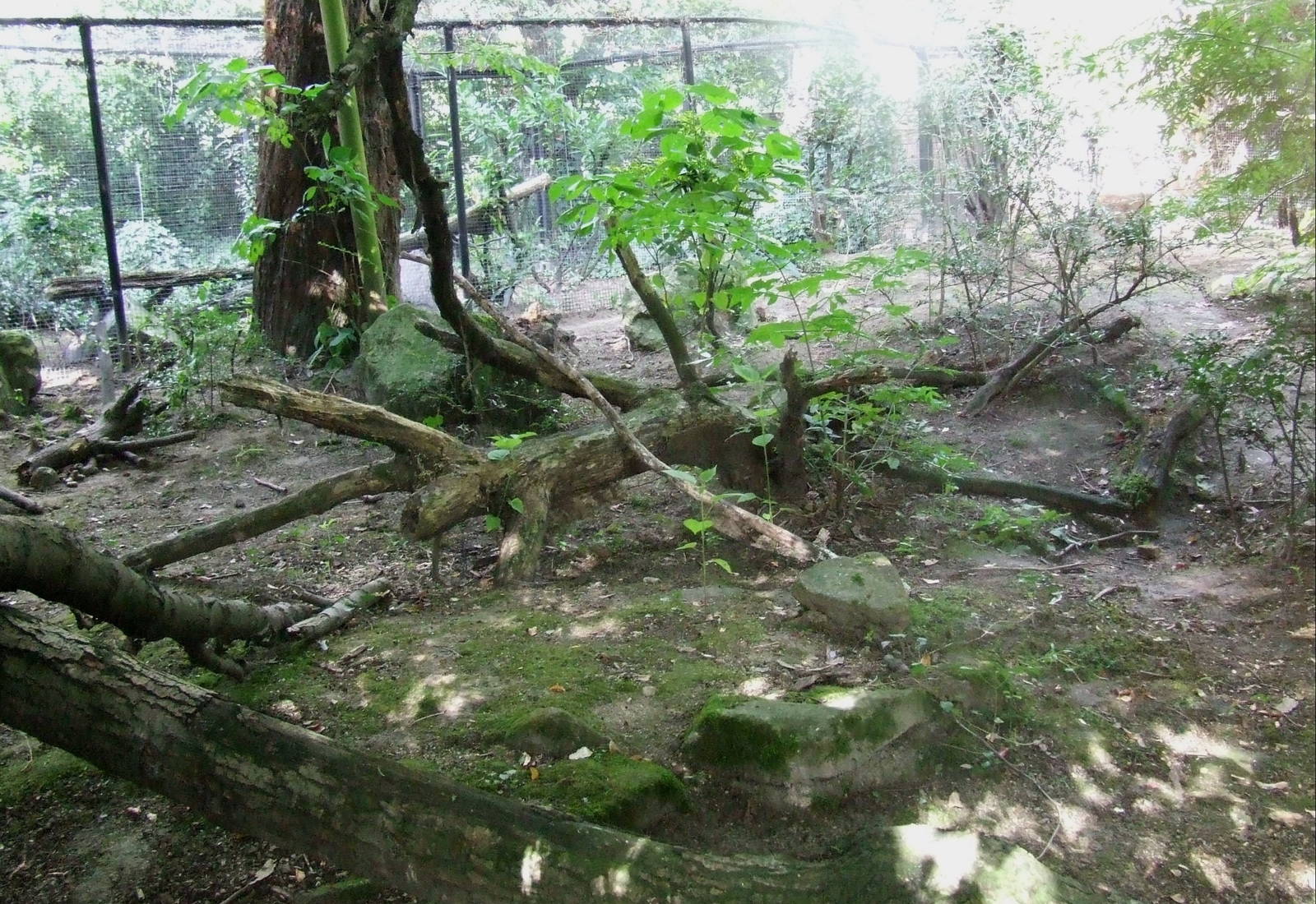 Temminck's Golden Cat enclosure