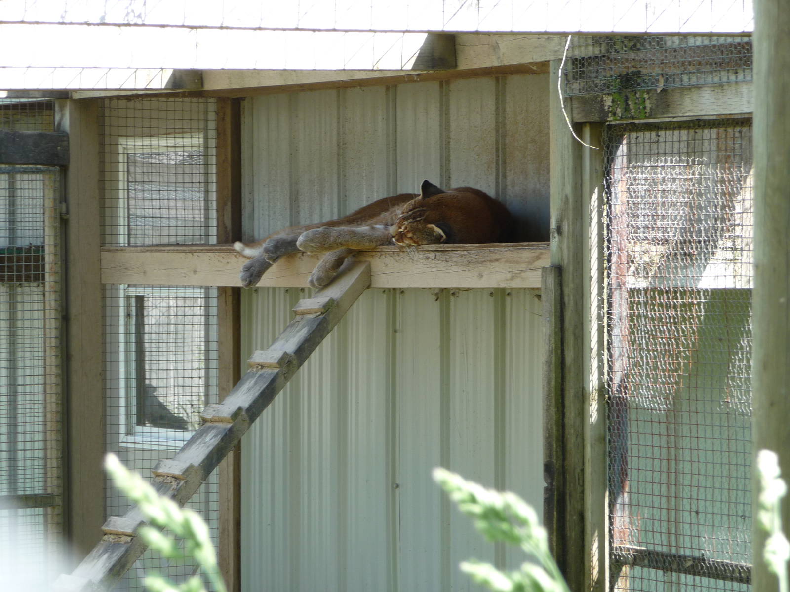 Temminck's Golden Cat