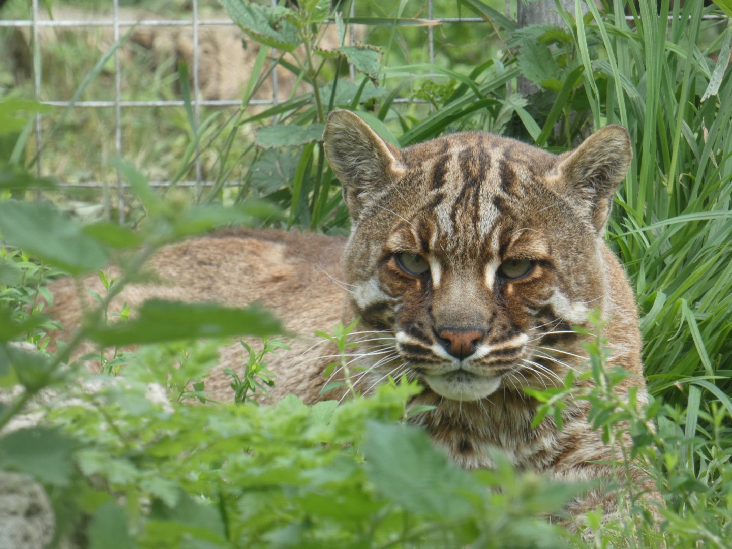 Temminck's golden cat