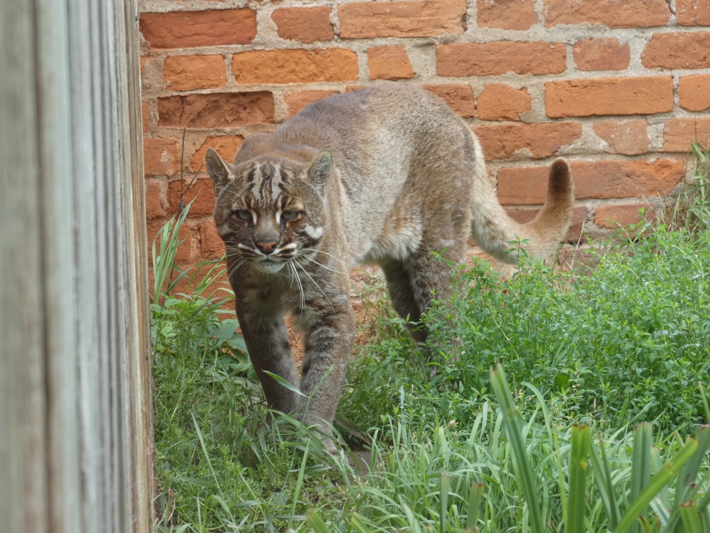 Temminck's golden cat