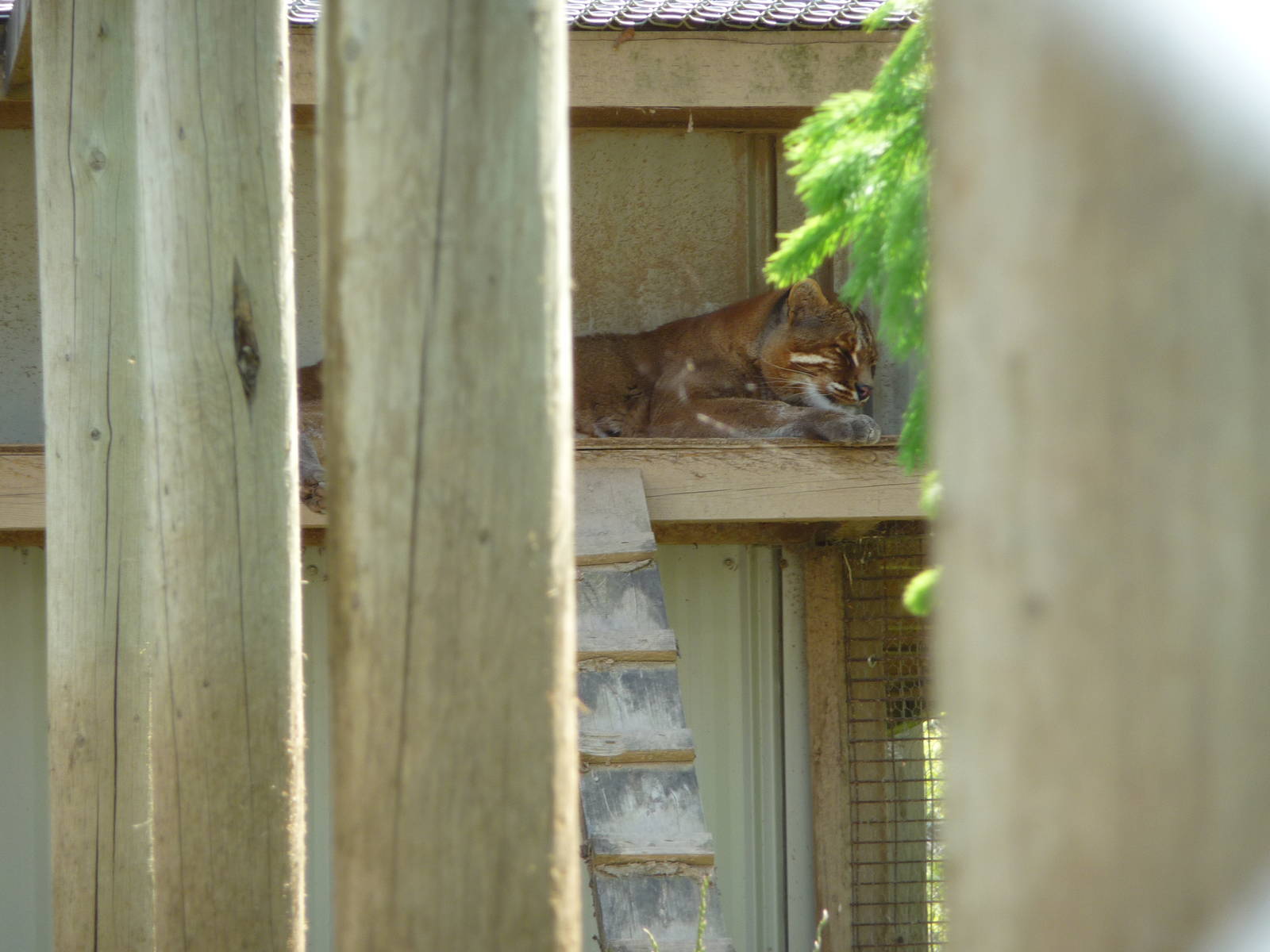 Temminck's Golden Cat