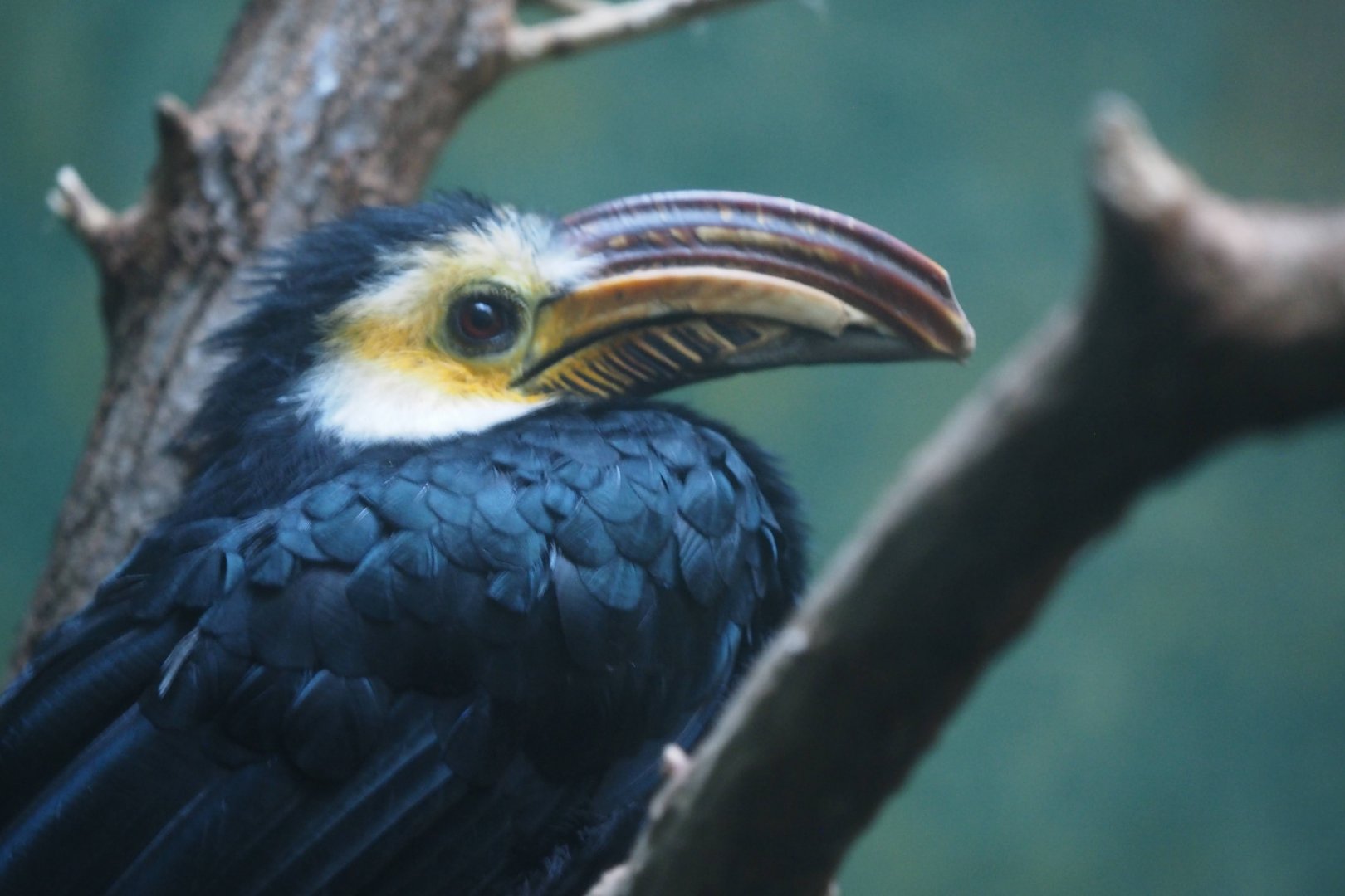 Temminck's hornbill