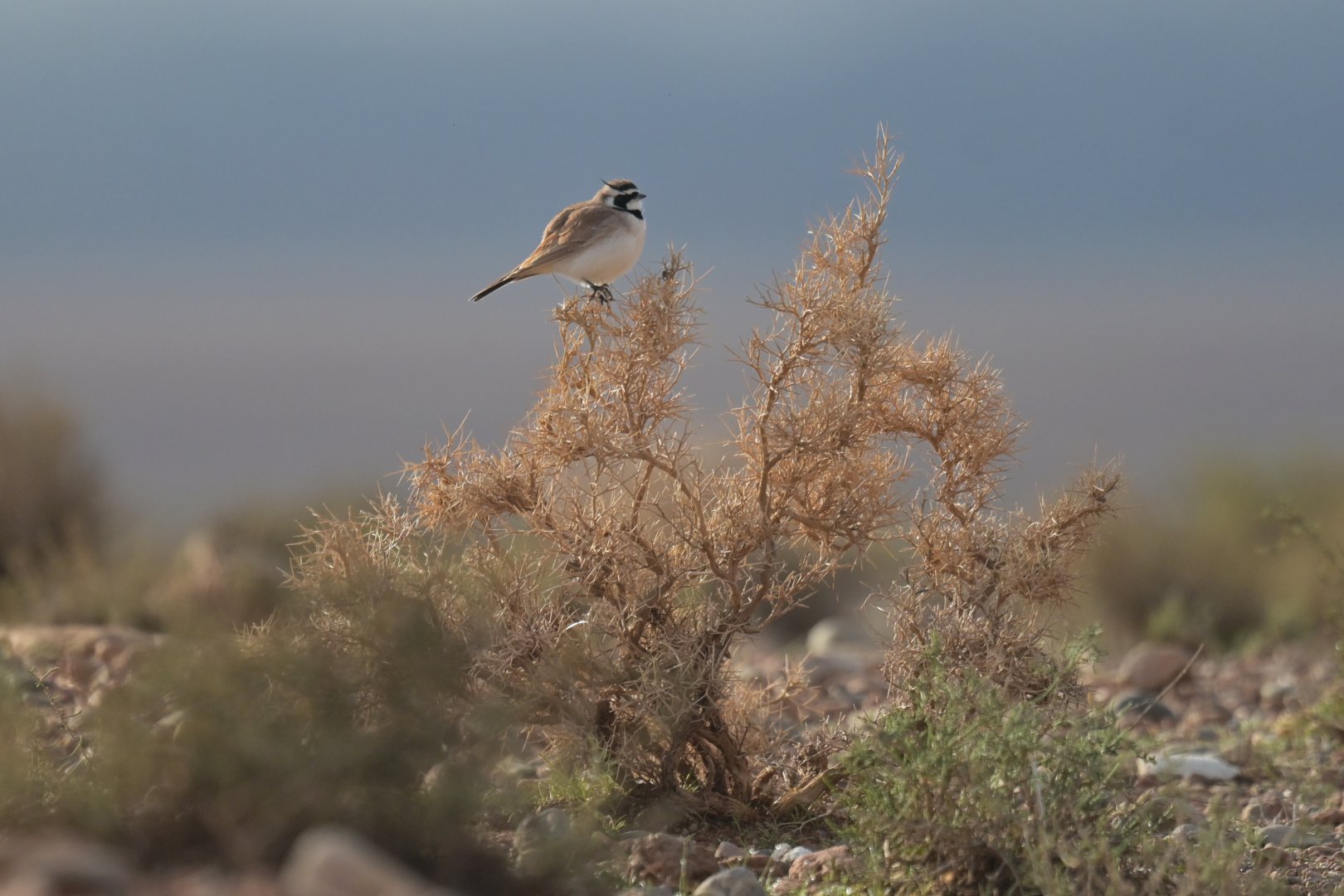 Temminck's Lark Eremophila bilopha