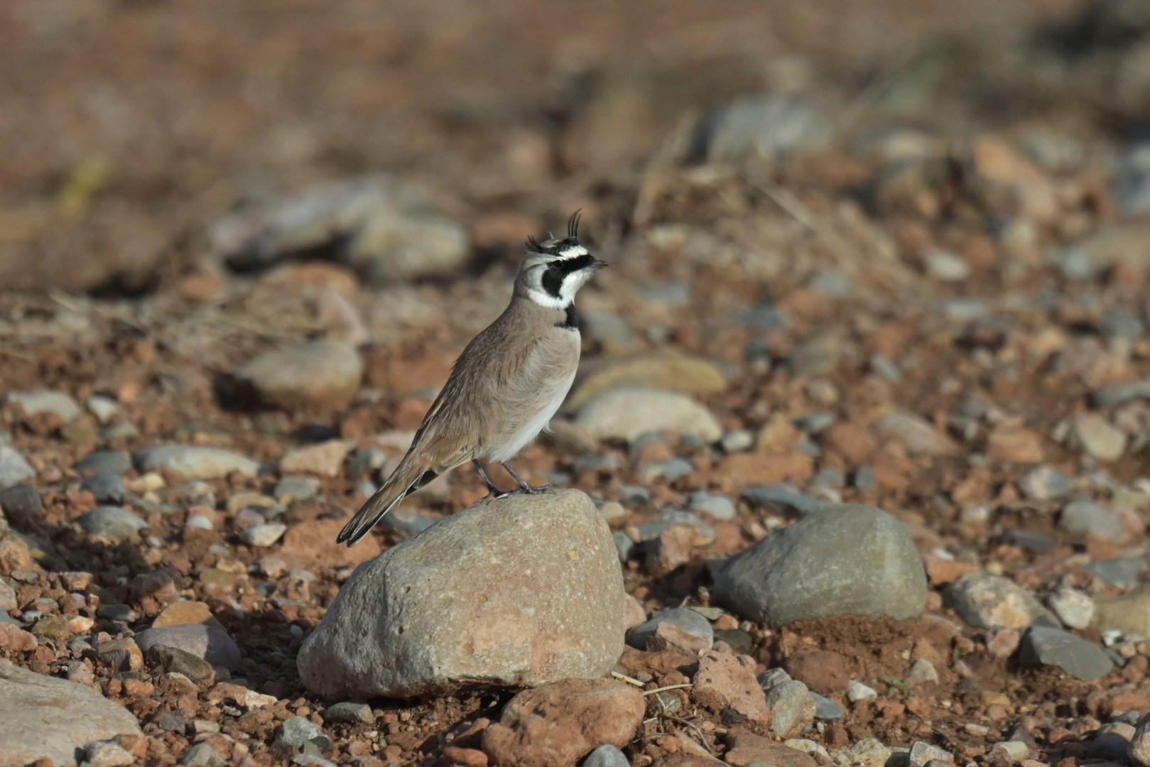 Temminck's Lark Eremophila bilopha