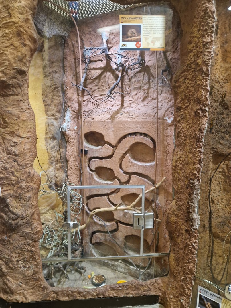 Temminck's mouse enclosure