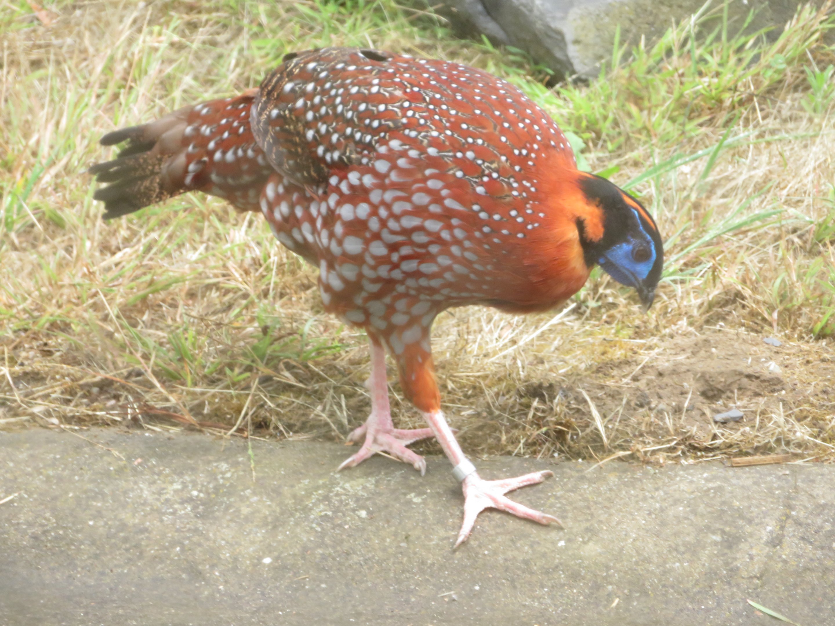 Temminck's or Satyr Tragopan?
