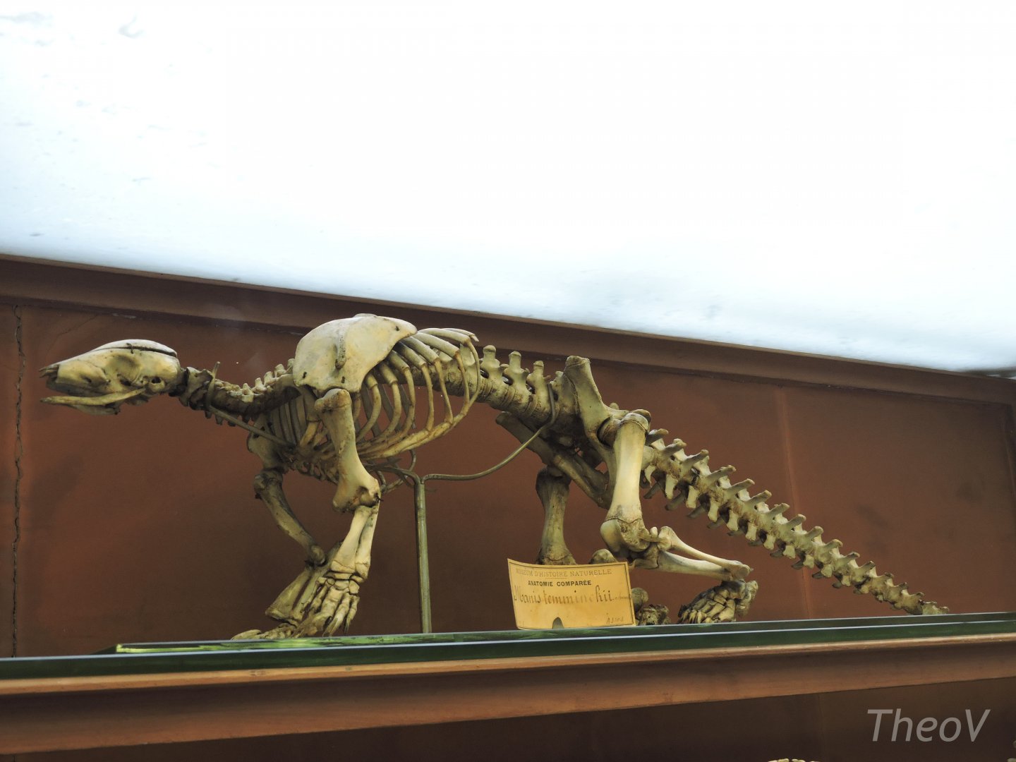 Temminck's pangolin [2015]