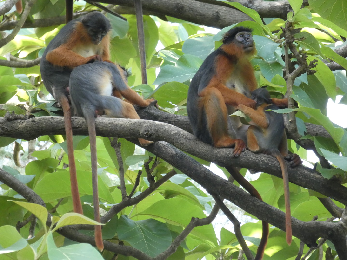 Temminck's red colobus group