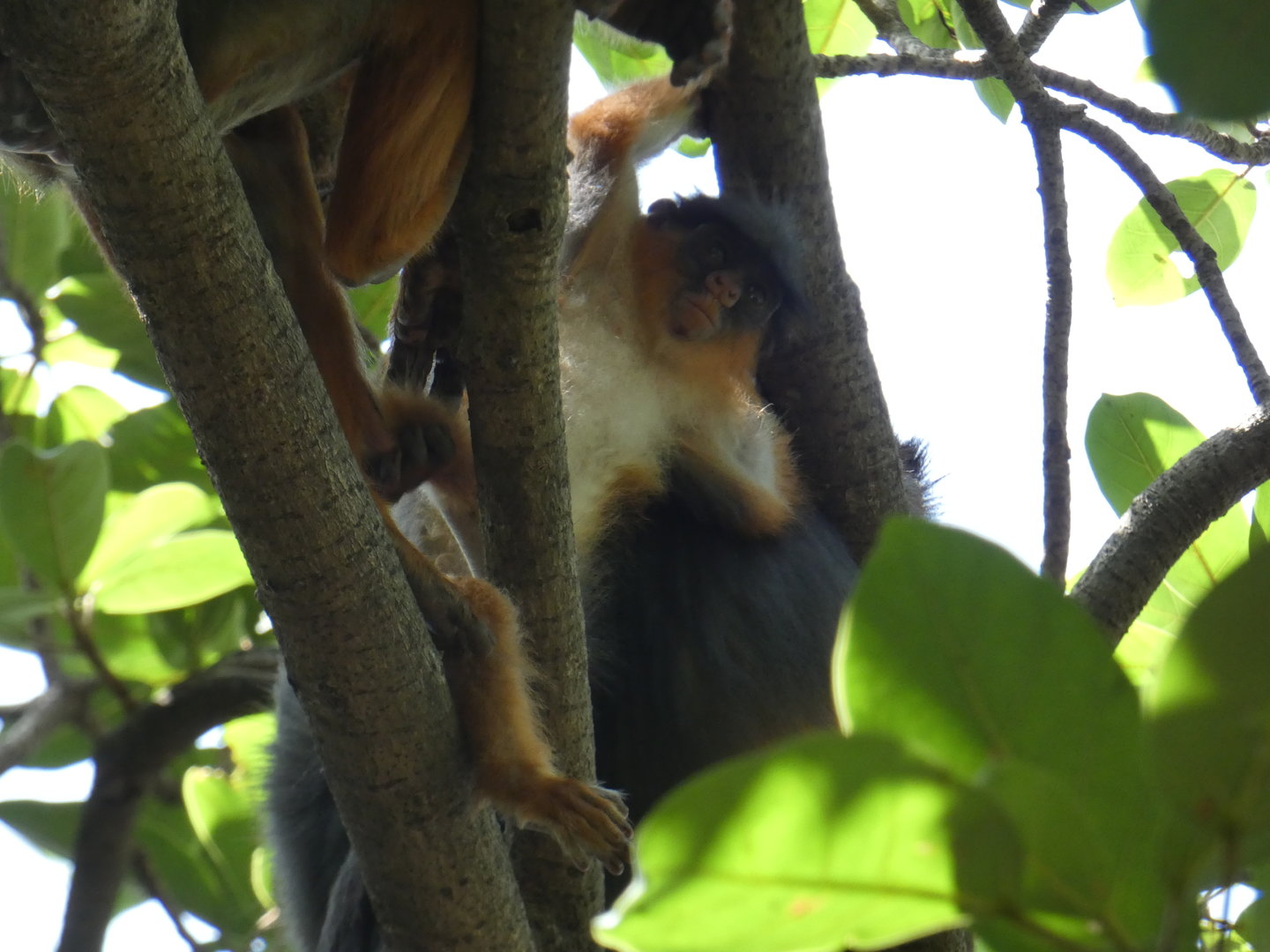 Temminck's red colobus youngster