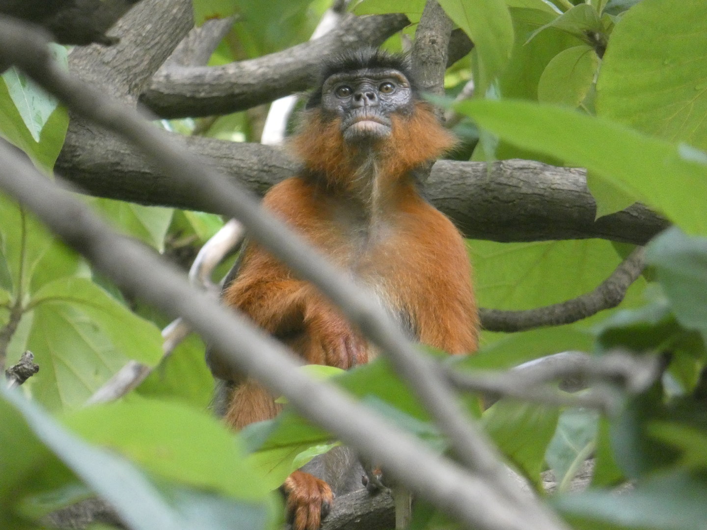 Temminck's red colobus