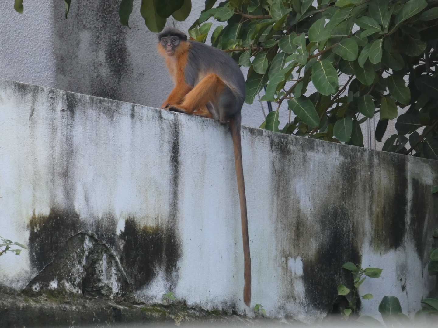 Temminck's red colobus