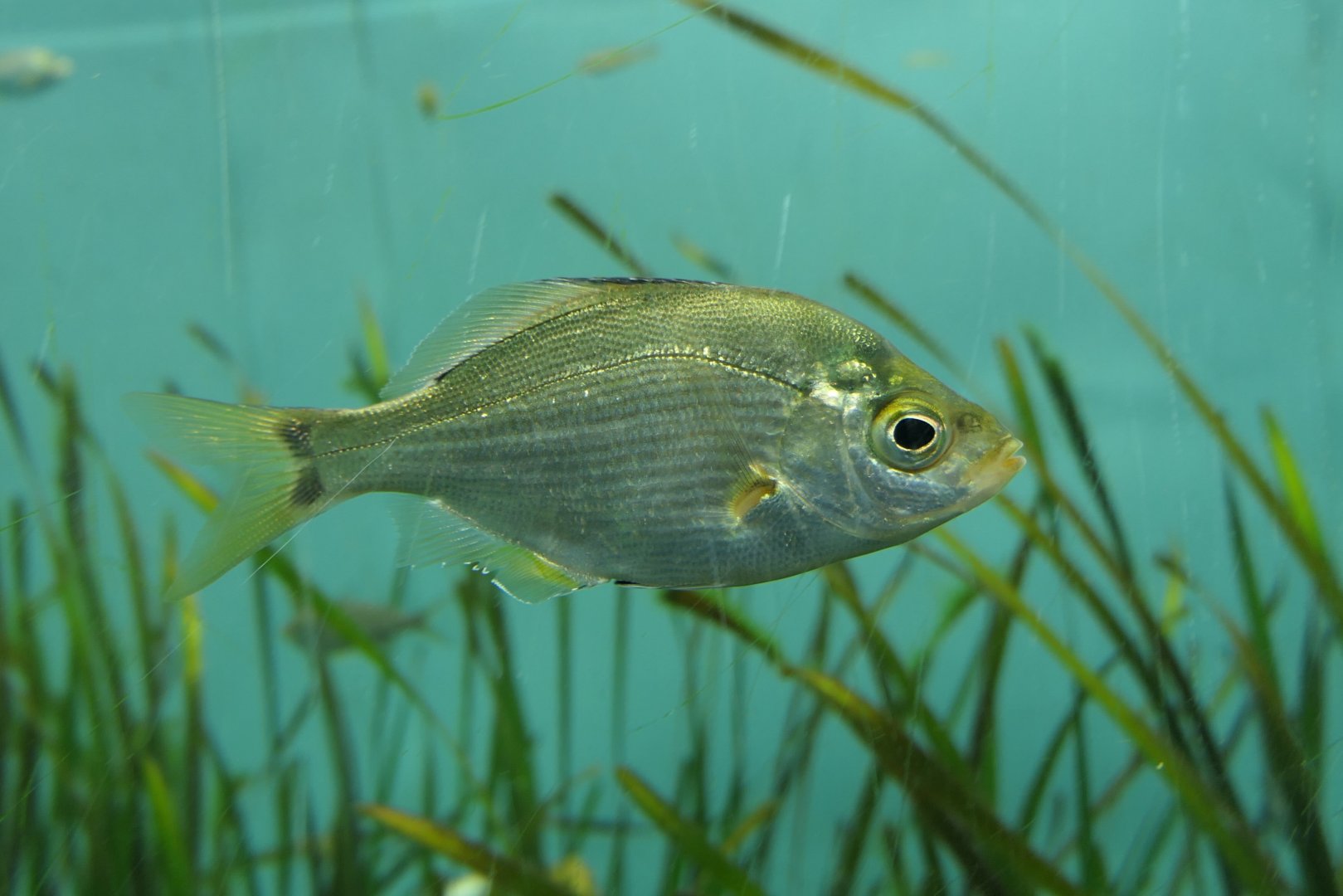 Temminck's Surfperch (Ditrema temminckii pacificum)