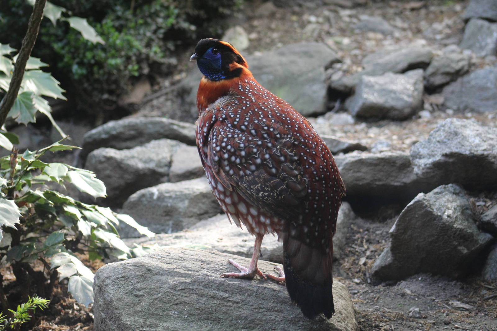 Temminck's Targopan