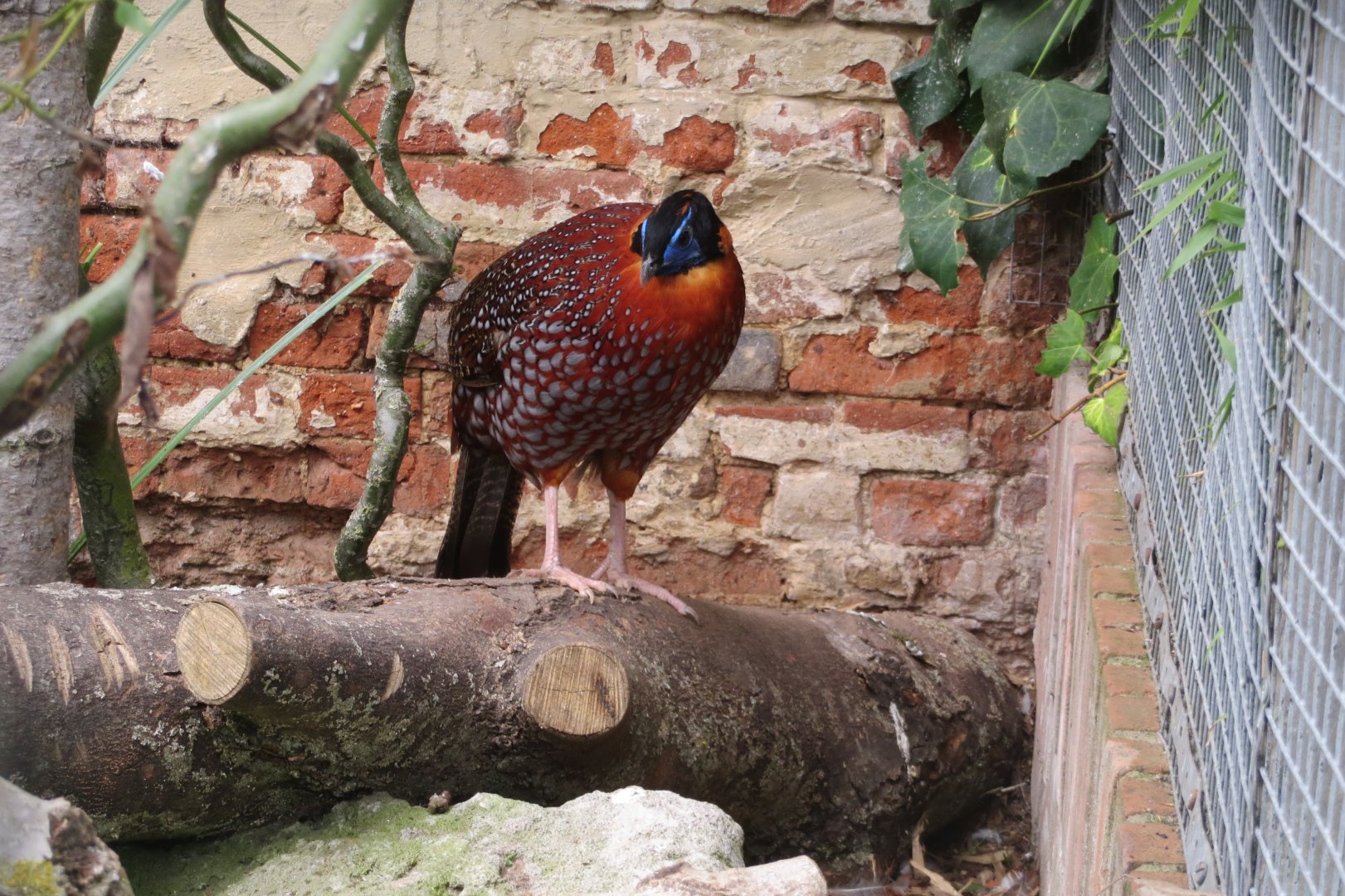 Temminck's tragopan 070819