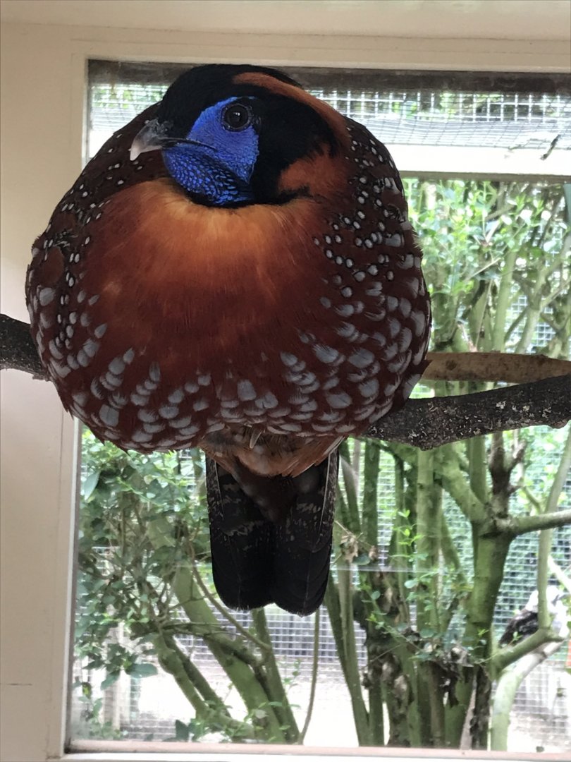 Temminck’s tragopan 100818