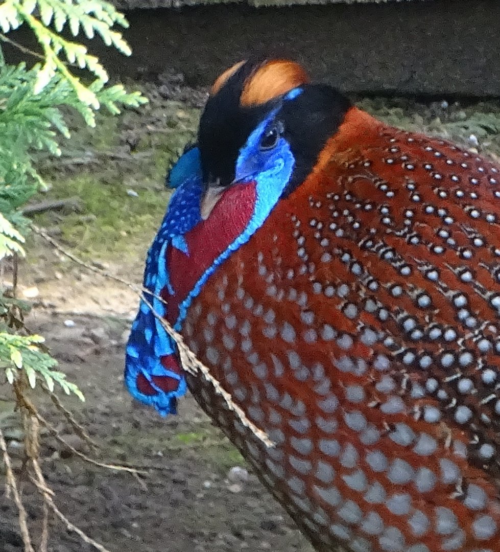 Temminck's Tragopan, 12th April 2025