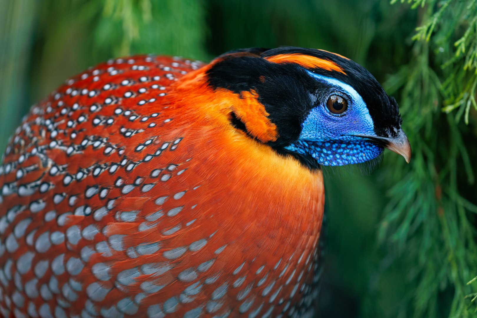Temminck's Tragopan / 21-1-22 / Thrigby Hall